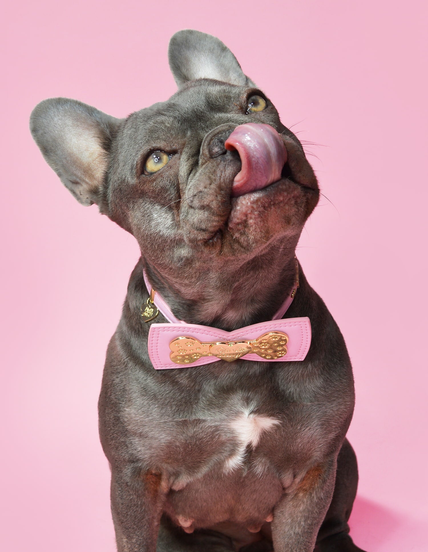 Vegan Leather Dog Collar for Small & Large Dogs | P.Louise